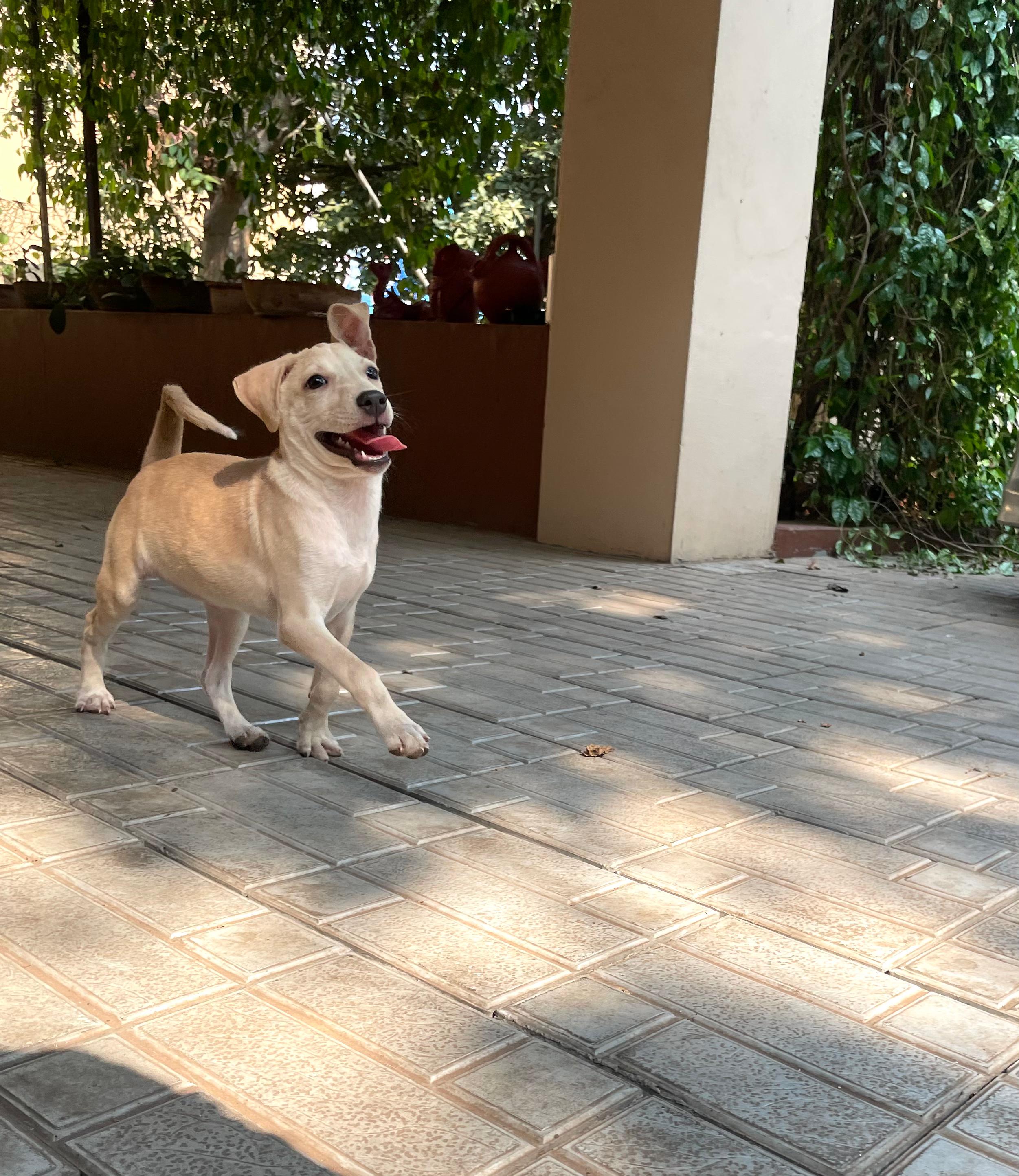 Adoptable