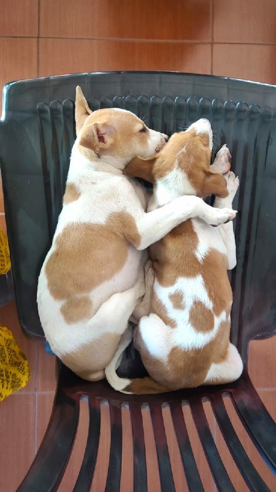 Adoption