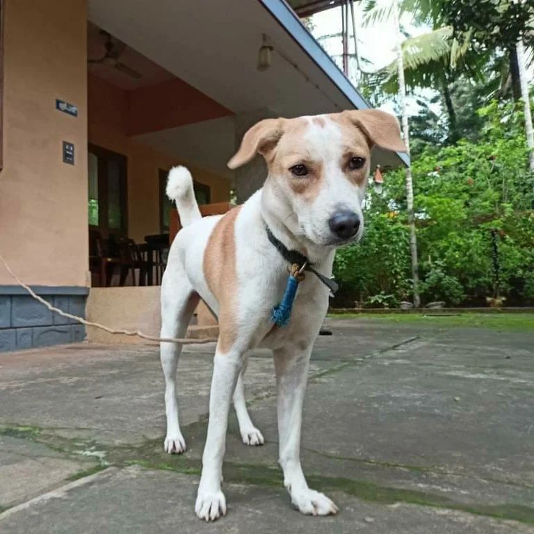 Rescued dog at PAW Kannur