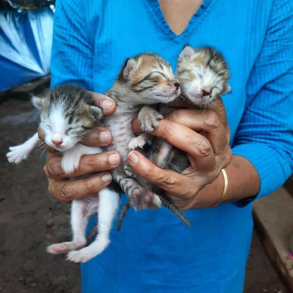 Monthly Feed Sponsorship Drive