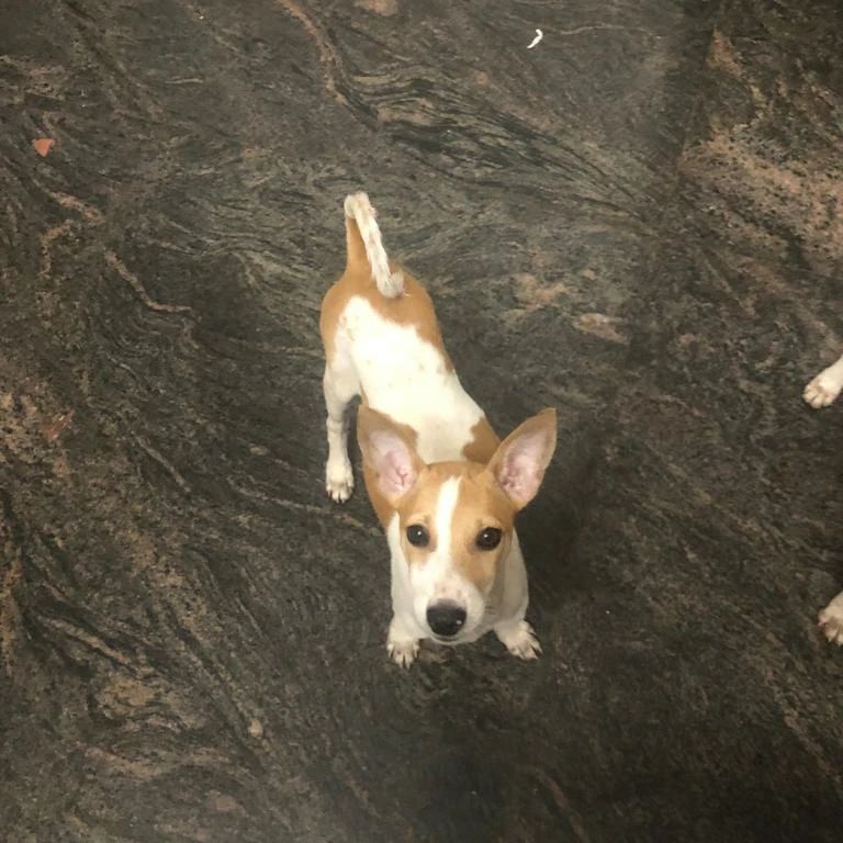 PAW Kannur shelter